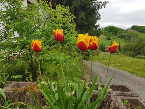 a row of orange and yellow tulips in a garden at Dobrena in Zgornje Dobrenje