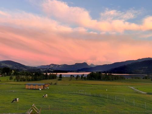 two cows in a field with a barn and a lake at Sunnhof in Oberhofen am Irrsee