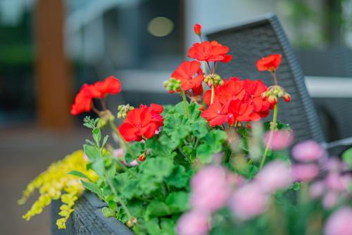 a pot of red flowers sitting on a bench at Hotel Bonvino Badacsony in Badacsonytomaj