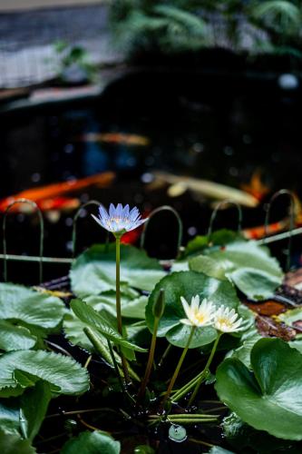 a purple and white flower in a pond with leaves at Villa Khoum Xieng Thong Boutique in Luang Prabang