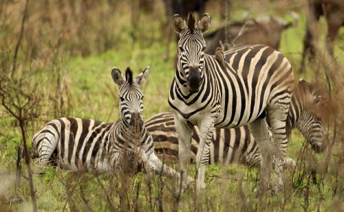 a group of zebras standing in a field at Pakamisa Private Game Reserve in Pongola