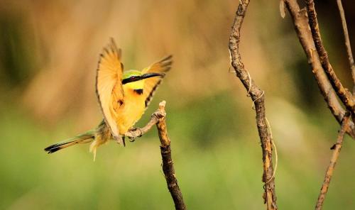 a small yellow bird perched on a tree branch at Pakamisa Private Game Reserve in Pongola