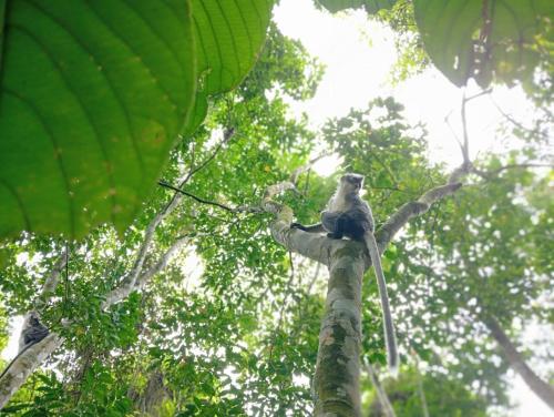 Fotografie z fotogalerie ubytování Bukit Lawang Backpacker JungleTrekking Only Booking with us v destinaci Timbanglawang 1