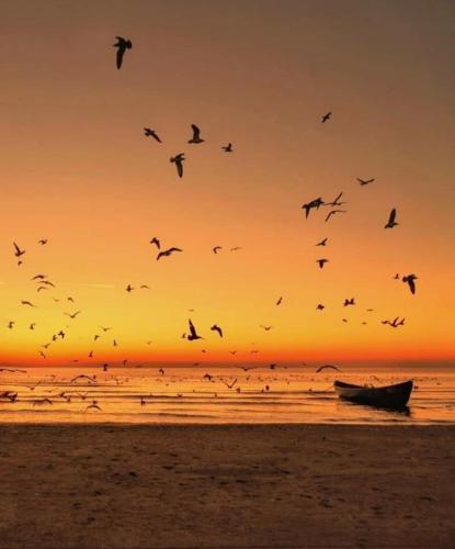 a flock of birds flying over a beach with a boat at Villa NIAN Boutique in Constanţa