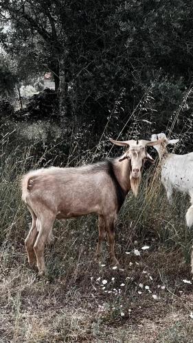 Άλλα ζώα σε αυτό το διαμέρισμα ή στη γύρω περιοχή