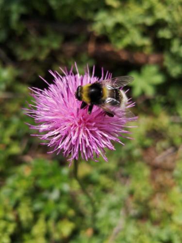 a bee is sitting on a purple flower at Dreilärchenhaus in Brixen im Thale