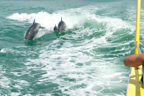 three dolphins in the water on a boat at Retro by the Bay Close to Beach Eglin PetFriendly in Freeport