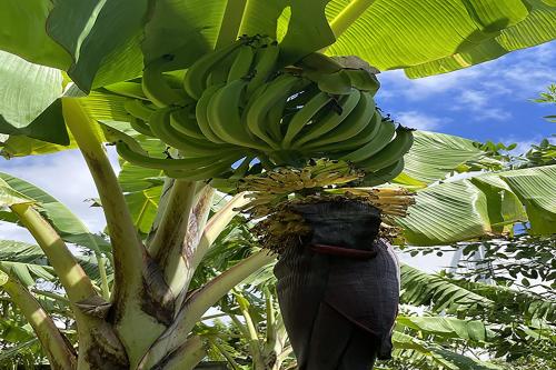 a bunch of bananas hanging from a banana tree at Casamango in Basse-Terre