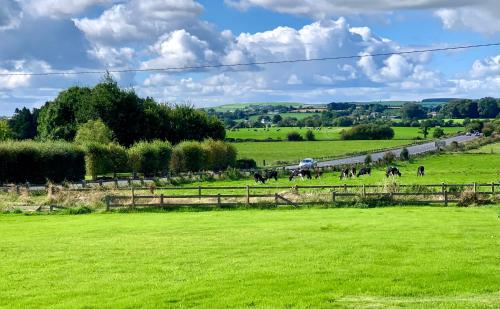 a group of horses grazing in a green field at Carrigadaggen Lodge 2 king bed Apartment - Spacious & Comfy! in Ballynabola