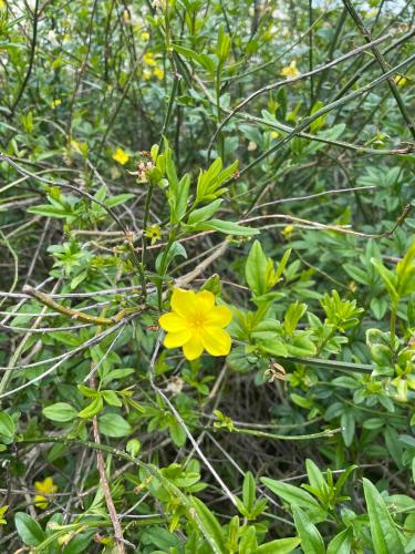 une fleur jaune sur une brousse avec des feuilles vertes dans l'établissement Maison face à la mer 6-8 personnes jardin - WIFI - Fort Boyard, à Saint-Georges-dʼOléron