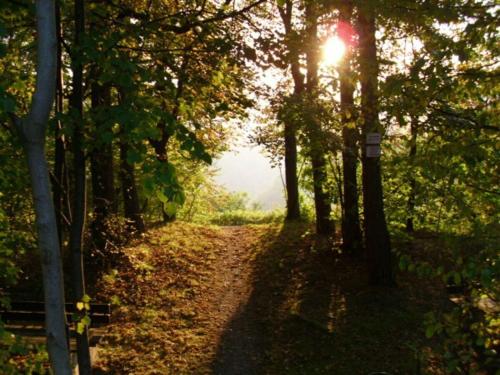 a path in the woods with the sun shining through the trees at Holiday apartment Haus Bodefurt - Apartment 2 in Altenbrak