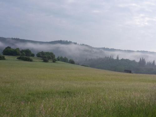a field of grass with a cow in the distance at Holiday apartment Haus Bodefurt - Apartment 2 in Altenbrak
