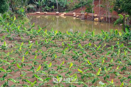 a field of plants in front of a pond at Hotel Heliconias Nature Inn & Hot Springs in Fortuna