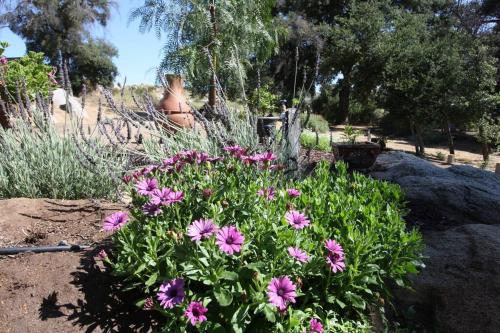 Κήπος έξω από το Temecula Wine Country Ranch with 200 year old oaks