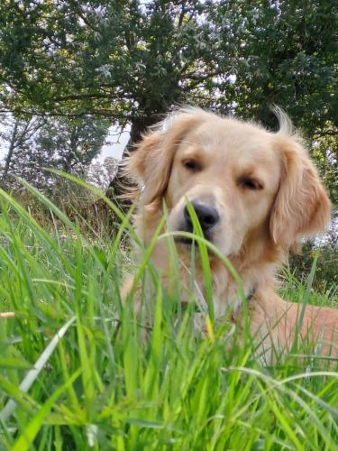 a dog laying in the grass in a field at gite de la Chevrie in La Baconnière