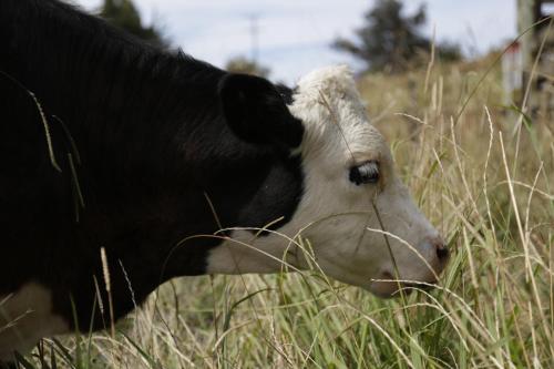 a black and white cow standing in the tall grass at The Pear Orchard Lodge in Richmond