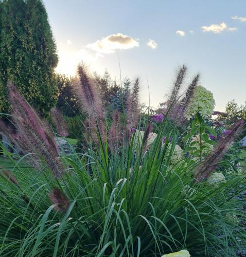 Ein Garten an der Unterkunft Pavasario Namai & SPA
