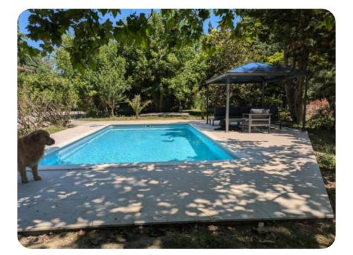 un chien se tient à côté d'une piscine dans l'établissement Bienvenue à la ferme, à Castanet-Tolosan