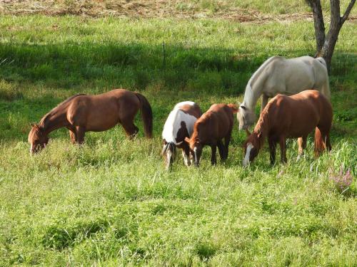 Altri animali domestici presso l'affittacamere o nei dintorni