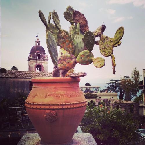 a large terracotta pot with a cactus at Casa Basilico' Taormina in Taormina