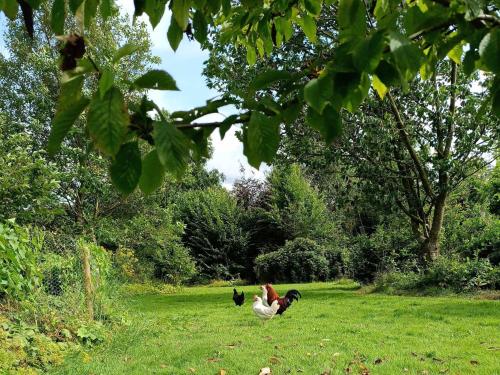 two chickens walking in the grass in a field at Terre Happy in Wibrin