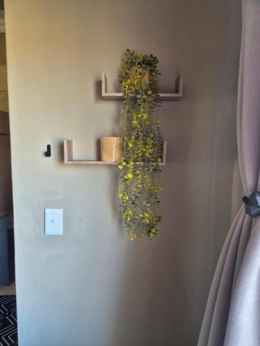 a hanging plant on a wall with shelves at Jakkalswater guest farm in Nababeep