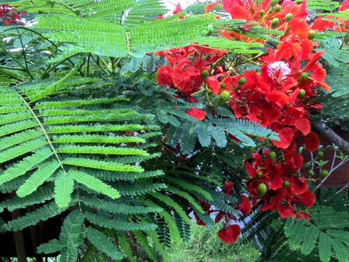 a plant with red flowers and green leaves at Ing Doi Guest House in Pai