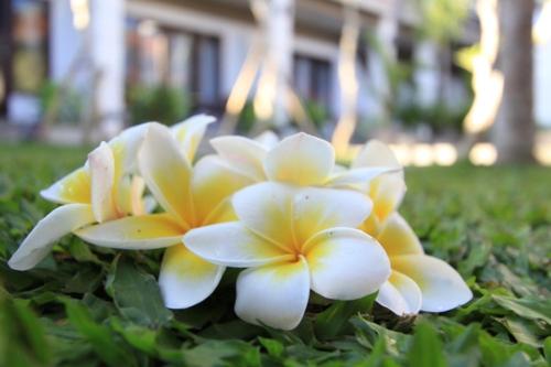 a group of white and yellow flowers in the grass at De Dukuh Guest House in Kuta