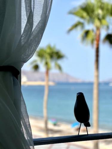 a bird sitting on a window sill next to the beach at Beachfront, First line, 2-Bdr,2-Bath, Swiming Pool in Albir