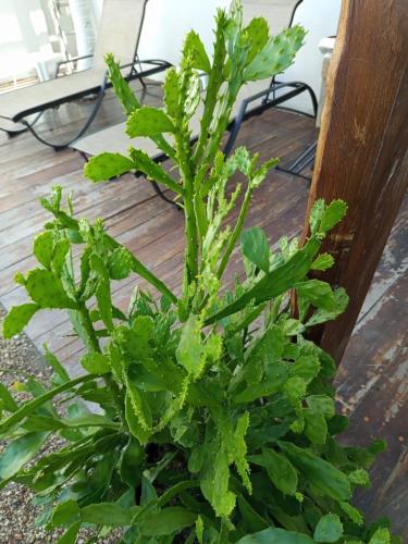 a green plant sitting on top of a wooden deck at Casa aloha-Isla Holbox in Holbox Island