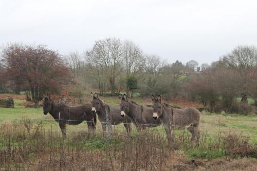 a group of horses standing behind a fence at Gite Le marronnier - Parthenay - 10 personnes - Gite à la campagne à 3 kms du centre-ville in Parthenay