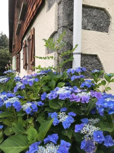 a bunch of blue flowers in front of a building at Ferme de Chenezeau - 15 personnes , 7 chambres in Gérardmer