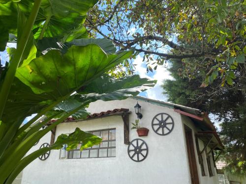 a white building with a window and a plant at Villa Sofia in Tlatlauquitepec