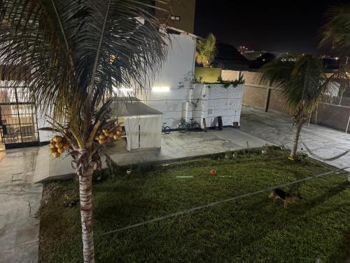 a cat walking in a yard with a palm tree at La Arteza Pacasmayo in Pacasmayo