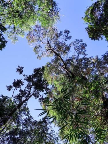 a group of tall trees looking up into the sky at Refugio Mayapehue, Lago Natri Chiloé in El Púlpito