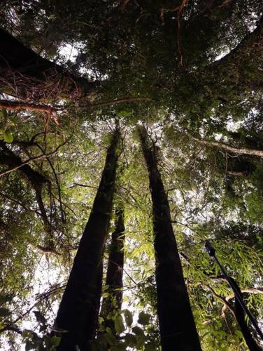 a group of tall trees in a forest at Refugio Mayapehue, Lago Natri Chiloé in El Púlpito