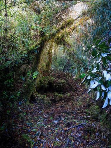 a dirt trail in a forest with a tree at Refugio Mayapehue, Lago Natri Chiloé in El Púlpito