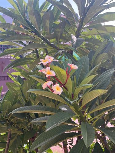 a tree with pink and yellow flowers on it at La Casa del Vagabondo in Belvedere