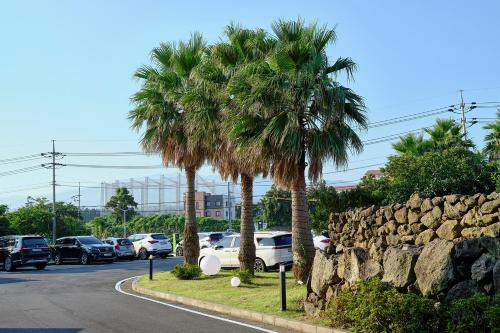 a group of palm trees and cars parked on a street at Shin Shin Hotel Jeju City in Jeju