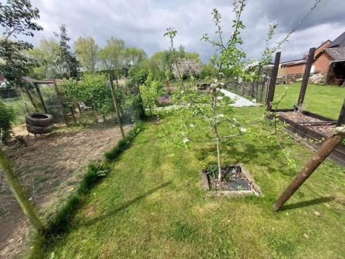 a garden with a small tree in the grass at Vakantiehuis 2 Wheels 2 Relax in Wellen