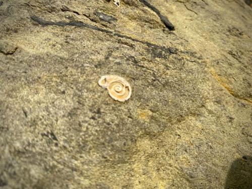 a shell sitting on top of a rock at Relaxing private entrance ensuite room with stunning sea view and swimspa in Saint Lawrence