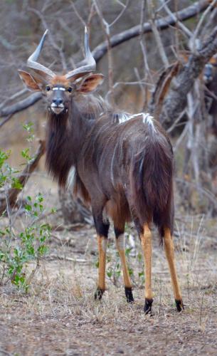 an animal with horns standing in a field at Timbila Game Lodge - Welcome to Land of Leopards and Buffalo in Phalaborwa