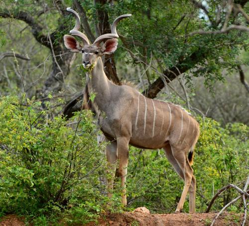 a gazelle with large horns standing in a field at Timbila Game Lodge - Welcome to Land of Leopards and Buffalo in Phalaborwa