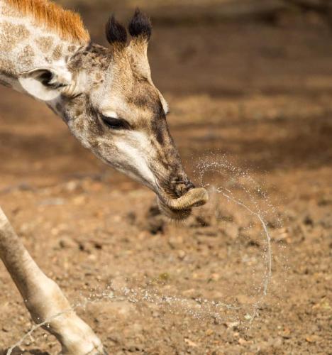 a giraffe is drinking water from a field at Timbila Game Lodge - Welcome to Land of Leopards and Buffalo in Phalaborwa