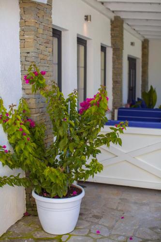 a potted plant with pink flowers in a white pot at Berat River House Boutique Hotel in Berat