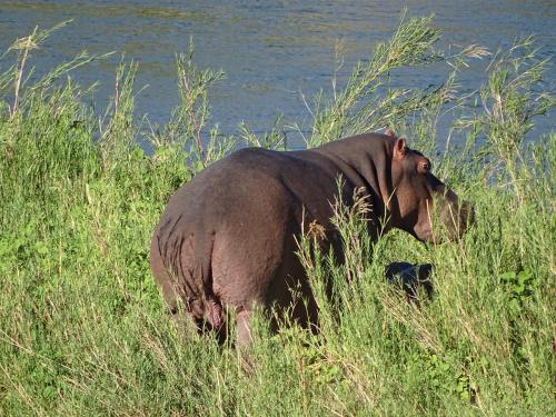 an elephant standing in the tall grass near the water at Emhosheni River Lodge in Balule Game Reserve