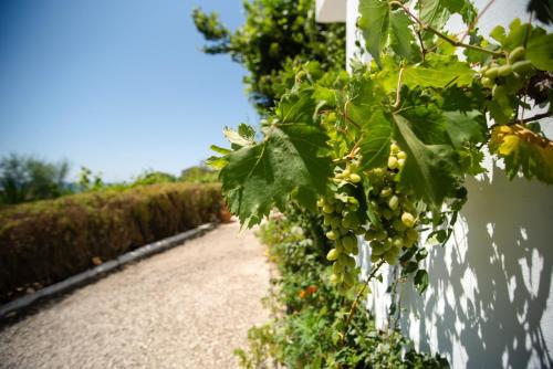 Vonkajšia záhrada v ubytovaní Villa Anneta