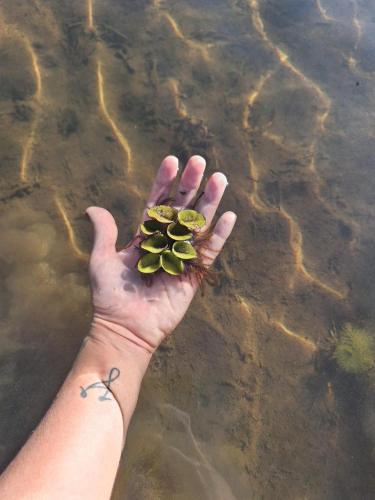 a hand holding a handful of food in the water at Rancho Repouso da Lua in Passos