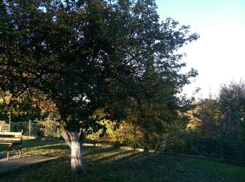 a tree in the middle of a park with a bench at Cottage Eminem with garden and view of Sarajevo in Hadžići