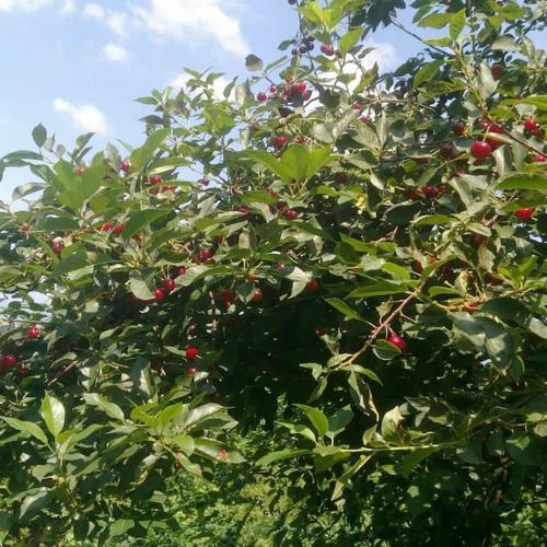 a tree with lots of red berries on it at Cottage Eminem with garden and view of Sarajevo in Hadžići